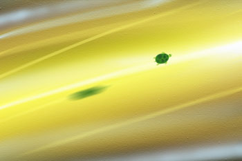Pagzy the Cosmic Turtle